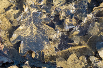 It leaves in the winter in the middle of the ice, icy leaves in the forest