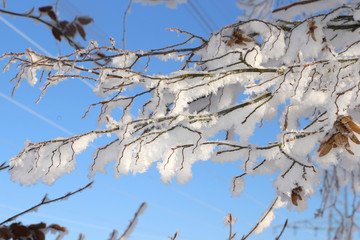 Winter Forest / Winter in the woods. Snowy forest in winter.