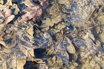 It leaves in the winter in the middle of the ice, icy leaves in the forest