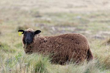 Mouton noir de l'île d'Ouessant (Black Sheep, (Ouessant Island, France)
