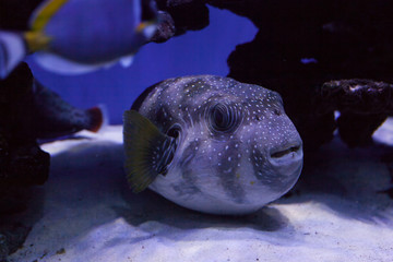 Puffer fish close up