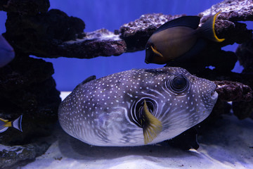 Portrait of a puffer fish