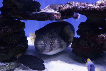 Puffer fish among stones