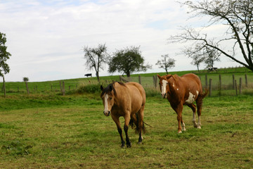 Fototapeta na wymiar Pferd auf der Weide