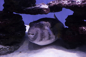 Puffer fish on the bottom