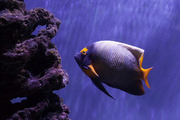 Fototapeta na wymiar Yellow-faced angelfish swimming