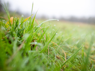 close up morning dew on leaves