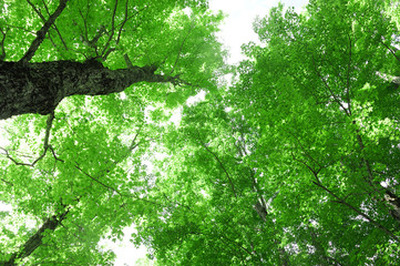 Fototapeta premium low angle view of spring tree branch