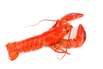 single cooked red lobster isolated on white background