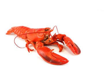 single cooked red lobster isolated on white background