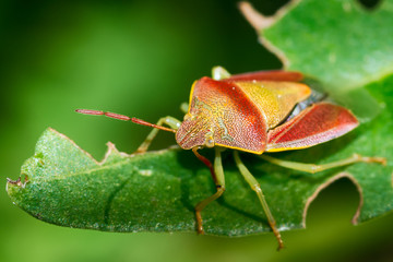 Stink bug 