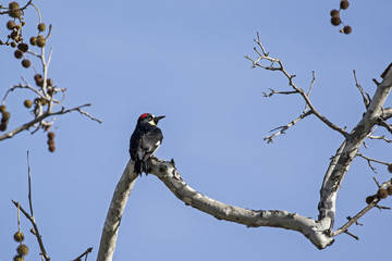Bird acorn woodpecker at California park