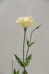 single flower on white