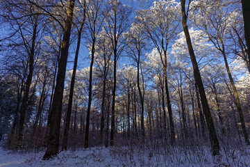 winter in forest with snow and blue sky
