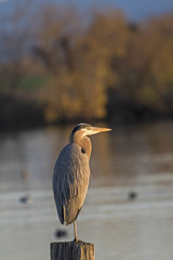 Bird large heron at park lake shore