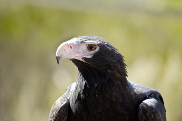 wedge tailed eagle