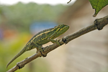 Flap-necked Chameleon (Chamaeleo dilepis) on a Branch. Bwindi, Uganda