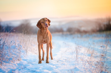 Hungarian hound dog in winter time