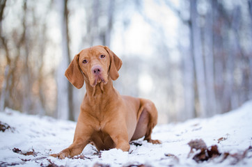 Hungarian hound dog in winter time