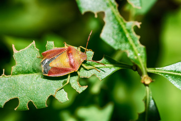 Stink bug 
