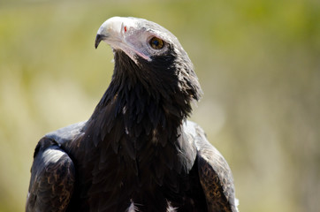 wedge tailed eagle