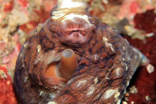 Close-up of a Day Octopus (Octopus Cyanea, aka Big Blue Octopus, Cyanes Octopus). Padang Bai, Bali, Indonesia
