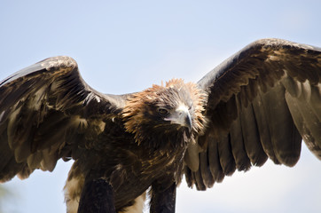 wedge tailed eagle