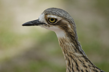 bush stone curlew