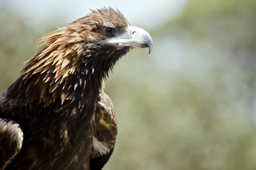 black breasted buzzard