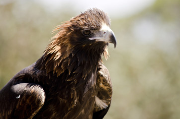 black breasted buzzard