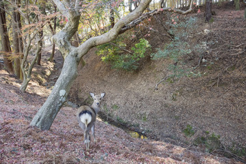 Deer and the famous and historical TodaiJi in Nara Park