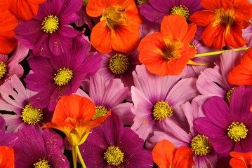 miscuglio di fiori