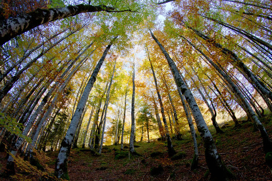 Angular de oto&ntilde;o