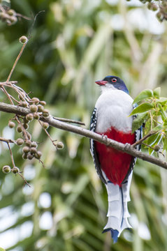 Cuban Trogon