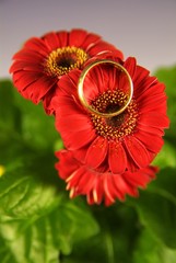 gerbera rossa con anelli