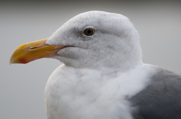 Gualala Gull