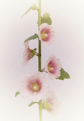 Symbolic ukrainian flower Malva. Traditional symbol of love to neighborhood