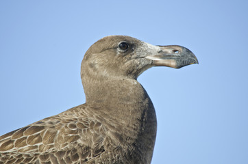 juvenile Pacific gull