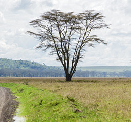 The lonely tree in the Lake Nakuru National Park - Kenya, Eastern Africa