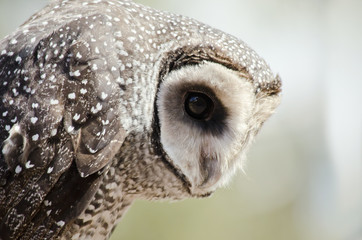 southern boobook owl