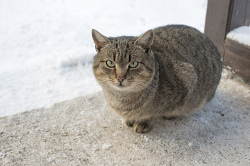 sitting cat by winter
