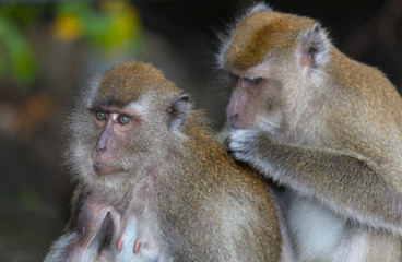 Crab-eating Macaque Macaca fasdicularis grooming