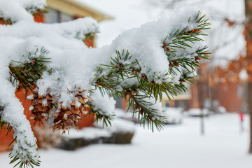 winter pine branches