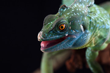 lizard isolated