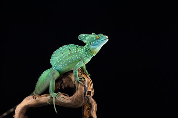 lizard isolated