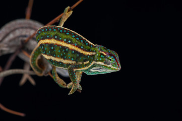 chameleon black background