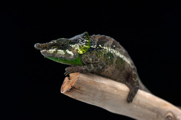 chameleon black background © Dmitry