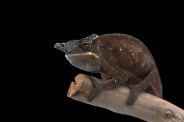 chameleon black background