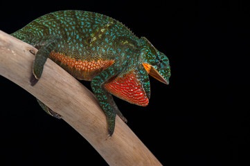 chameleon black background