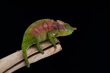 Fototapeta premium chameleon black background